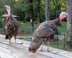 Turkey breeds for the backyard farm we raised mostly domesticated standard bronze turkeys, but my dad also bought some that were a mix between those and wild turkeys. Raising Heritage Breed Chocolate Turkeys Backyard Poultry Magazine Heritage Breeds Raising Turkeys Turkey Breeds