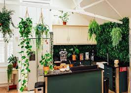 Best Kitchen Plants As Per Vastu