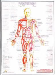 Anatomy Muscle Charts Set Of 2
