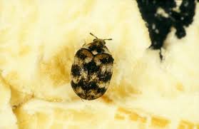 australian carpet beetle the