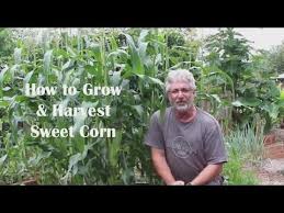 how to plant and grow sweet corn you