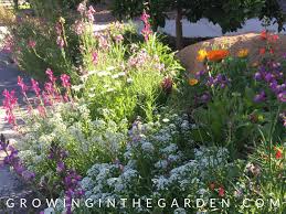 How To Grow Wildflowers Growing In