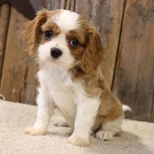 Our cavalier king charles spaniel puppies. Cavalier King Charles Spaniel Puppies For Sale Puppyspot