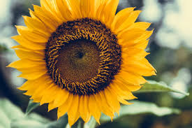 12 super pretty sunflower iphone