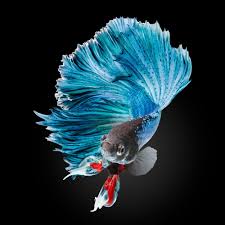 betta fish wallpapers wallpaper cave