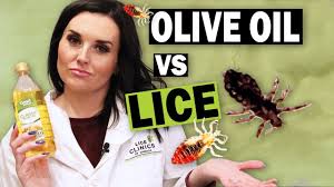 olive oil for head lice is it an