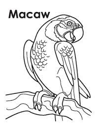 Collection of macaw coloring pages (42). Animal Coloring Page Macaw By Megan Nedds Teachers Pay Teachers