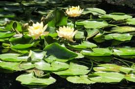 La corolla dei fiori del giacinto d'acqua è formata da grandi petali di. Nymphaea Ninfea Il Fiore Delle Fate Piante Acquatiche Cura E Coltivazione Giardinaggio Verde