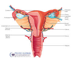 after a hysterectomy what to