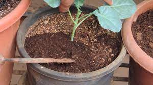 add fertilizer to plants in a container
