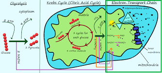 Most of the reactions of aerobic cellular respiration occur within the organelle known as the. What Is Cellular Respiration Aerobic Anaerobic Expii
