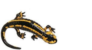 Image result for salamander