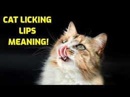 why do cats lick their lips so much