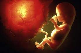 婴儿一入胎就已经有生命，3000年前的佛陀的话正在被科学验证_佛化家庭_自利利他_学佛社区网手机版