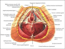 pelvic floor muscle source atlas of