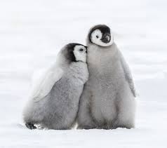 They huddle together to escape from. 20 Fun Facts About Penguins We Didn T Learn In Biology Class