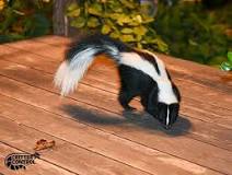 How do u get rid of skunk smell in your house?