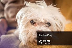 morkie dog breed personality