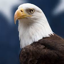 Free for commercial use no attribution required high quality images. Bald Eagle Facts Diet Wingspan Nests