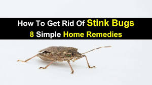 how to get rid of stink bugs 8 simple