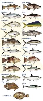 Florida Gulf Fish Types Related Keywords Suggestions