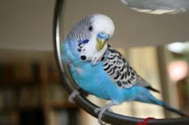 Resultado de imagen de imagenes de periquitos