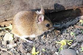 field mouse facts aaac wildlife removal