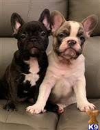 Frenchie puppies can become unpleasant french bulldogs can be stubborn when it comes to housetraining. French Bulldog Puppies For Sale In Texas