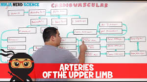 Circulatory System Arteries Of The Upper Limb Flow Chart