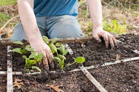 Succession Planting How To Grow Crops