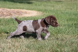 The german shorthaired pointer puppy is a great dog for families with children as though they are known to be energetic, they are also quite intelligent. Puppies Sharp Shooter S Kennel