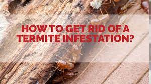 how to get rid of a termite infestation