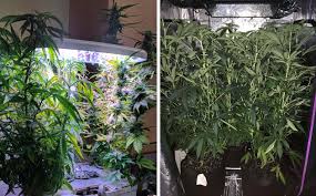 How To Keep Weed Plants Short Do This