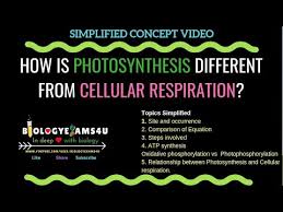 cellular respiration and photosynthesis