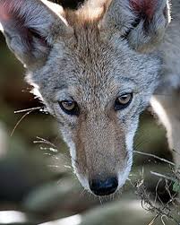 Minnesota's urban coyote population is growing, but pet attacks remain rare  | MPR News