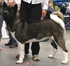 Japanese American Akita Working Breed Dogs Online Dog