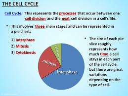 Topics Covered The Cell Cycle Mitosis A Detailed Look