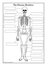 63 Organized Printable Human Skeleton