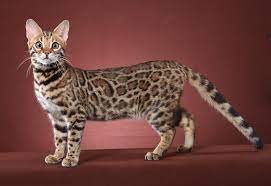 Here are the costs of owning the breed including upfront, daily and monthly amounts. F2 Bengal Cat Kittens Guide Half For Sale Price More 2020