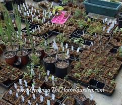 Plant Nursery Garden Nursery Plants