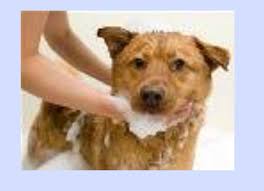 Who are available at still searching for the best dog groomers in hyderabad? Pet Grooming Service à¤ª à¤Ÿ à¤— à¤° à¤® à¤— à¤• à¤¸ à¤µ à¤ à¤ª à¤Ÿ à¤— à¤° à¤® à¤— à¤¸à¤° à¤µ à¤¸ à¤ª à¤²à¤¤ à¤— à¤° à¤® à¤— à¤• à¤¸ à¤µ In Road No 2 Hyderabad All Vet Pet Clinic Id 17936017633