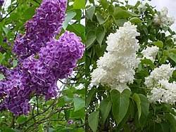 Liliac (plantă) - Wikipedia