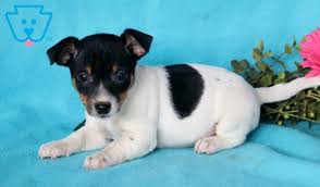 heidi jack russell terrier puppy for