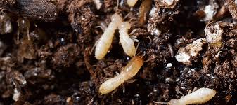 Best Mulch To Avoid Termites Abc Blog
