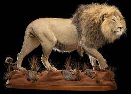 best lion taxidermy south africa get