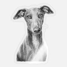 italian greyhound dog shirts gifts