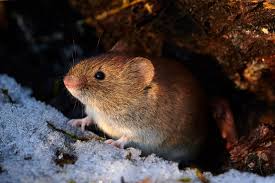 It is important to know the difference between mole and vole damage to the landscape. Tips For Removing The Welcome Mat When It Comes To Moles And Voles The Virginian Pilot The Virginian Pilot