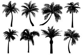 Vector Realistic Palm Tree Silhouettes