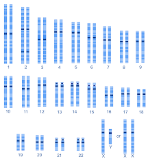 Human Genetic Variation Wikipedia