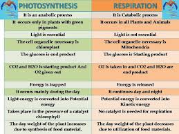 Microamaze Photosynthesis Vs Respiration Photosynthesis